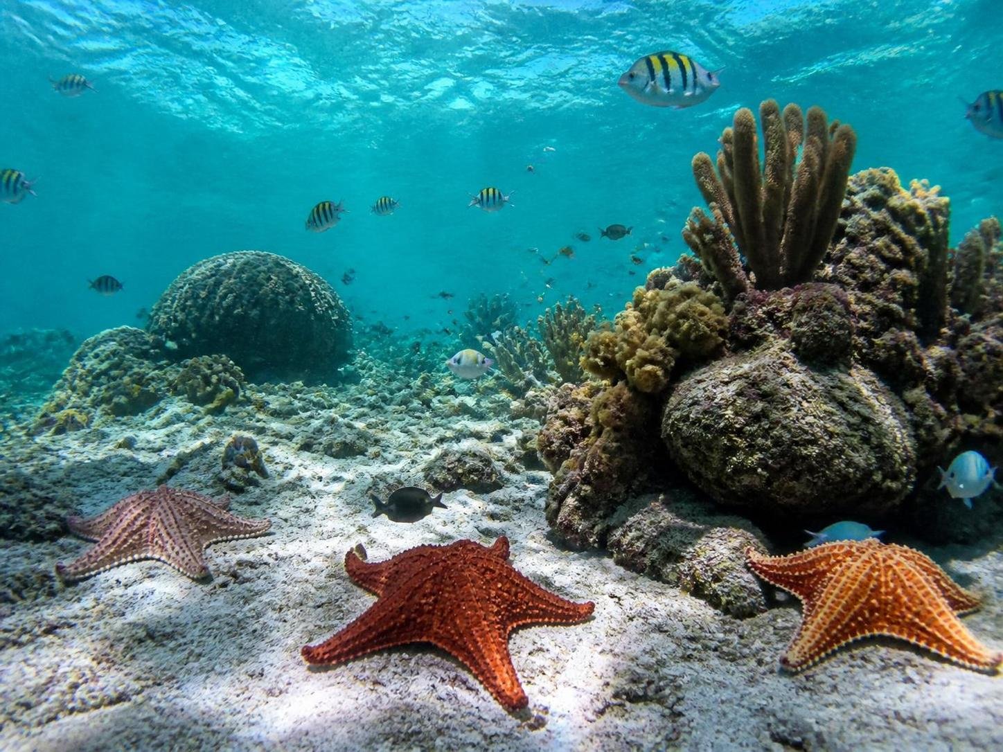 plongez dans la mer turquoise de cozumel et admirez ses étoiles de mer uniques pour une expérience marine inoubliable.