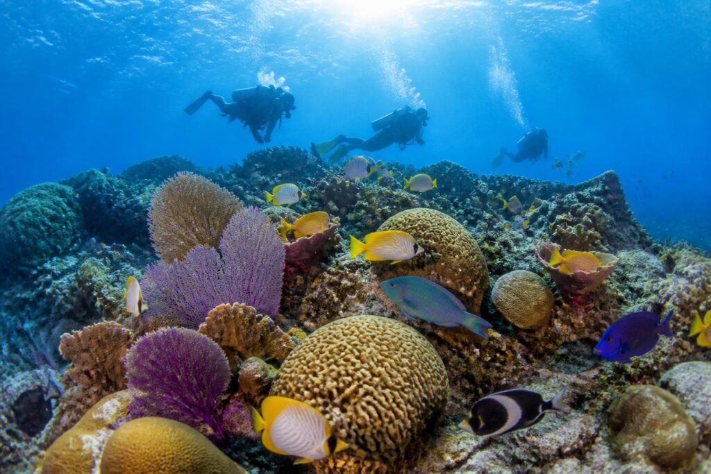 explorez la beauté spectaculaire du récif de corail de cozumel en 2026 et plongez dans un monde sous-marin vibrant et préservé.