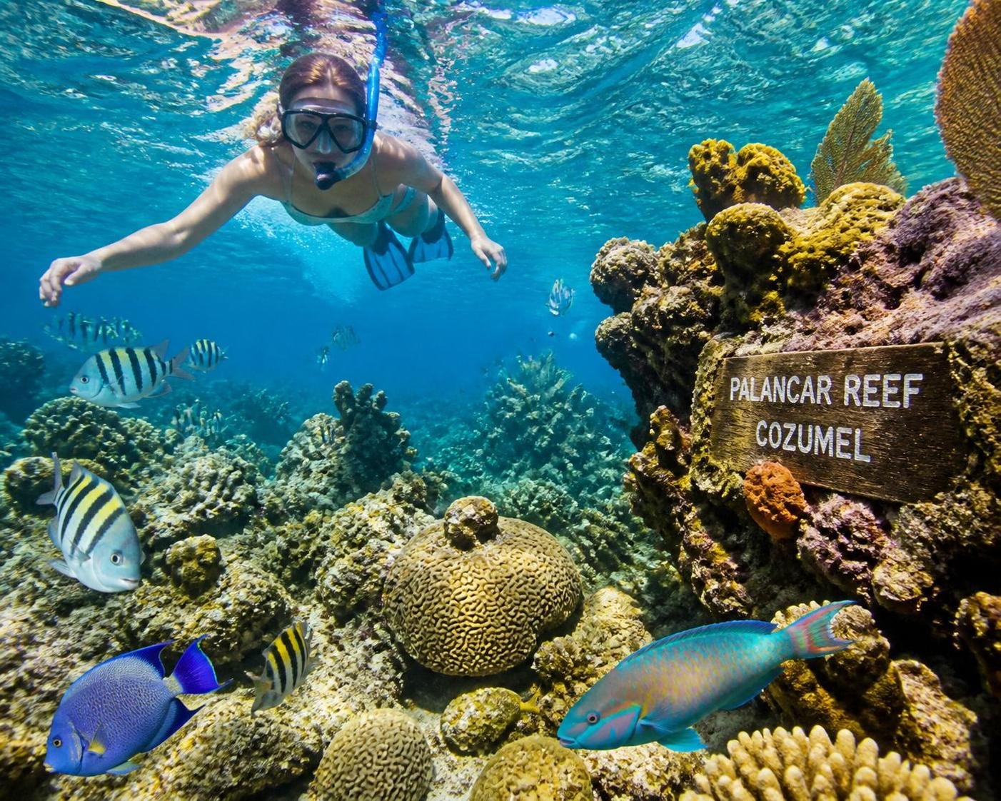 explorez le récif palancar en snorkeling et découvrez un véritable paradis sous-marin riche en couleurs, faune spectaculaire et paysages marins époustouflants.