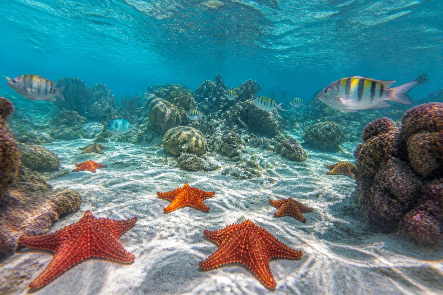 Erkunden Sie das Schnorcheln im El Cielo Cozumel und tauchen Sie ein in ein Unterwasserparadies mit kristallklarem Wasser, reicher Artenvielfalt und atemberaubenden Meereslandschaften.