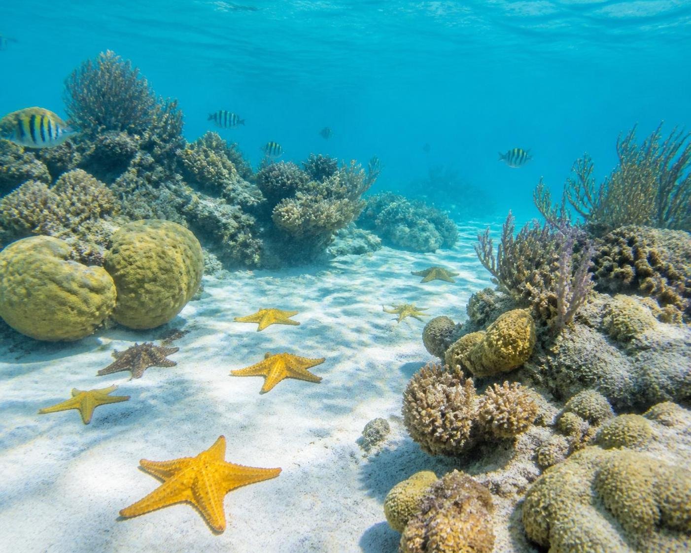 découvrez tout sur les étoiles de mer à cozumel en 2026 avec notre guide complet : habitat, espèces, conseils d'observation et protection de ces magnifiques créatures marines.