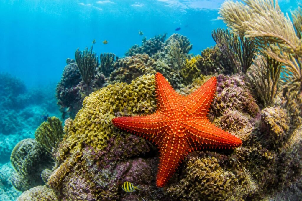 découvrez tout ce qu'il faut savoir sur les étoiles de mer à cozumel en 2026 grâce à notre guide complet : habitat, curiosités, conseils d'observation et bien plus encore.