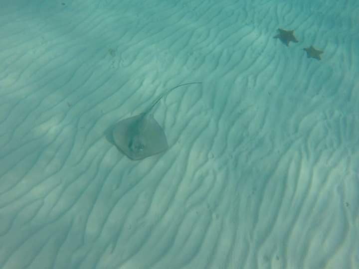 Raie à El Cielo Cozumel — fond de sable blanc