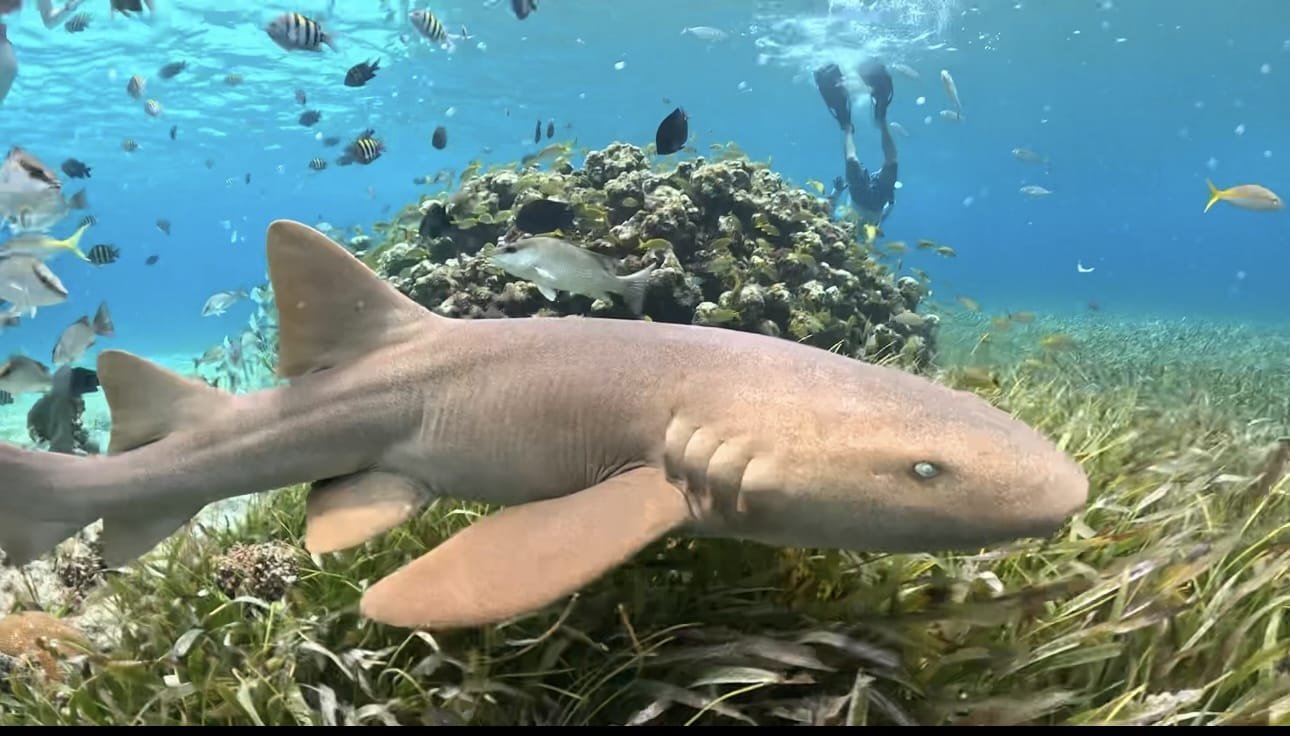 Requin nourrice à El Cielo Cozumel — snorkeling exceptionnel