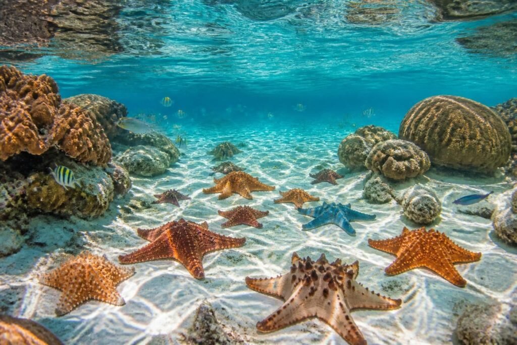 explorez el cielo à cozumel, un paradis naturel célèbre pour ses étoiles de mer uniques et ses eaux cristallines. plongez dans un décor marin exceptionnel et vivez une expérience inoubliable.