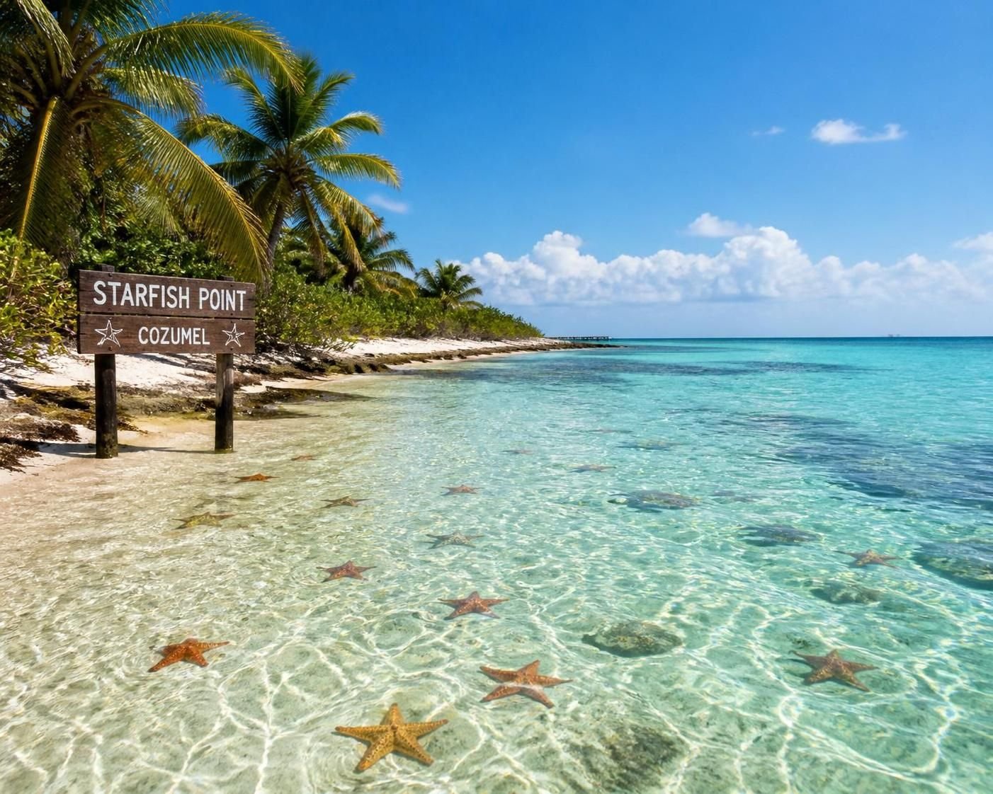 Explore Starfish Point in Cozumel, a true natural paradise where magnificent beaches and starfish await you for an unforgettable experience.
