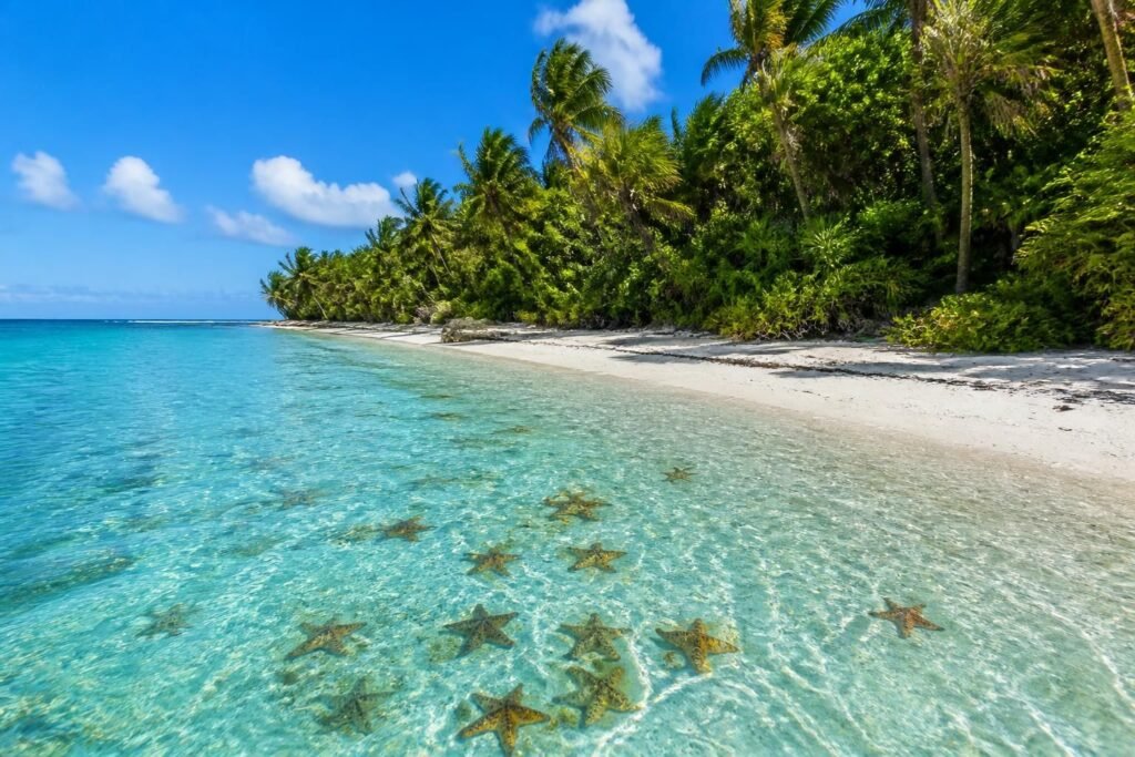 explorez starfish point à cozumel, un véritable paradis naturel où vous pourrez admirer une multitude d'étoiles de mer dans un cadre idyllique. une expérience incontournable pour les amoureux de la nature et de la mer.