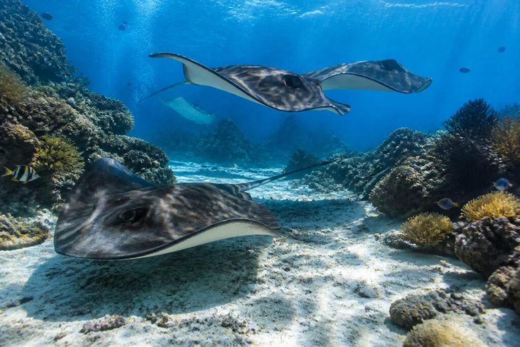explorez les raies majestueuses de cozumel et découvrez leur habitat naturel sur le fond marin, une expérience unique entre faune marine et paysages sous-marins.