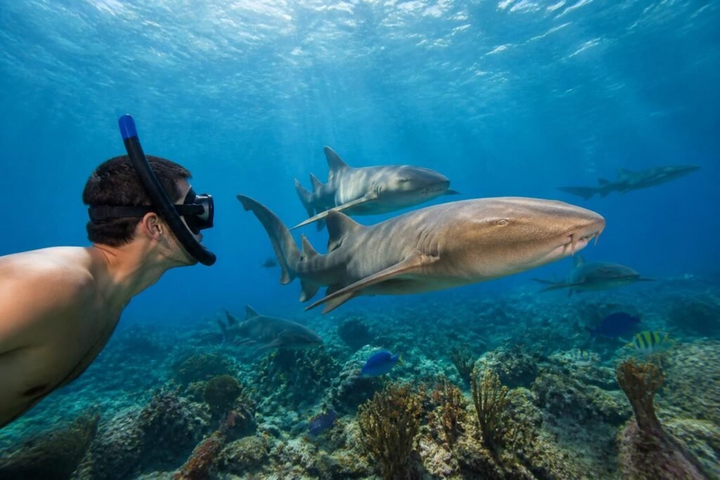 plongez dans une aventure snorkeling inoubliable à cozumel et découvrez les fascinants requins nourrices dans leur habitat naturel.
