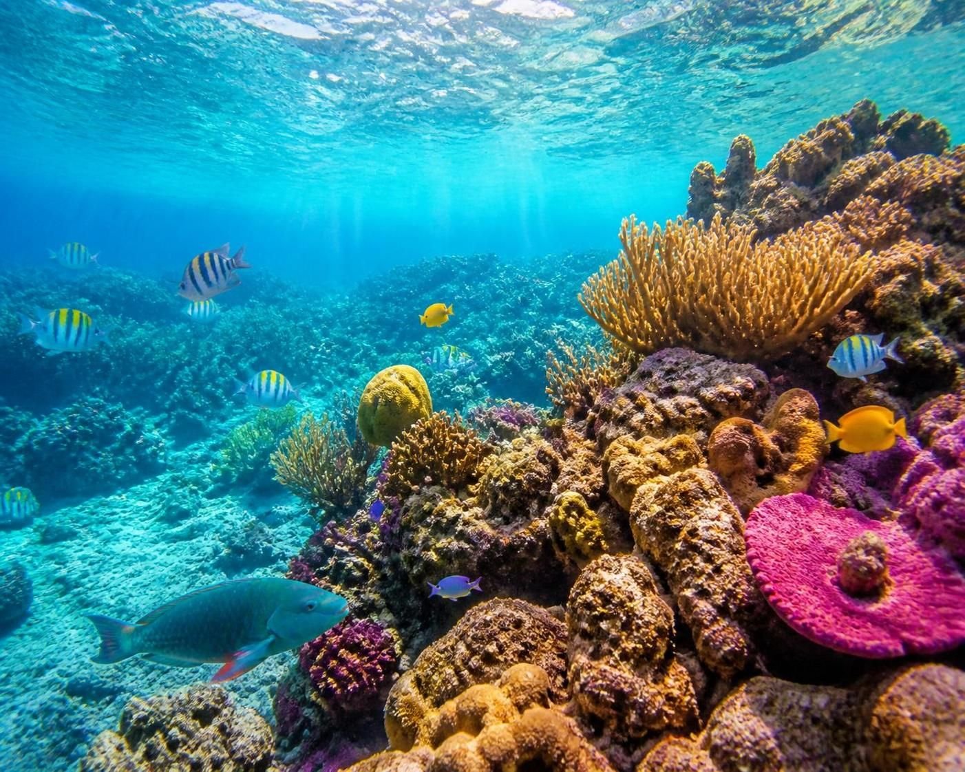 découvrez el cielo à cozumel, un site naturel exceptionnel où eaux cristallines et fonds marins protégés offrent un spectacle unique pour les amoureux de la nature et de la plongée.