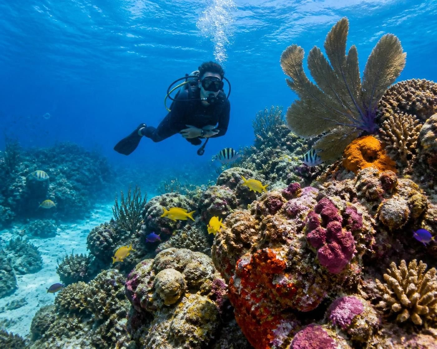 profitez d'une excursion tout inclus à cozumel et découvrez les meilleures activités et services pour une expérience inoubliable au cœur de l'île paradisiaque.