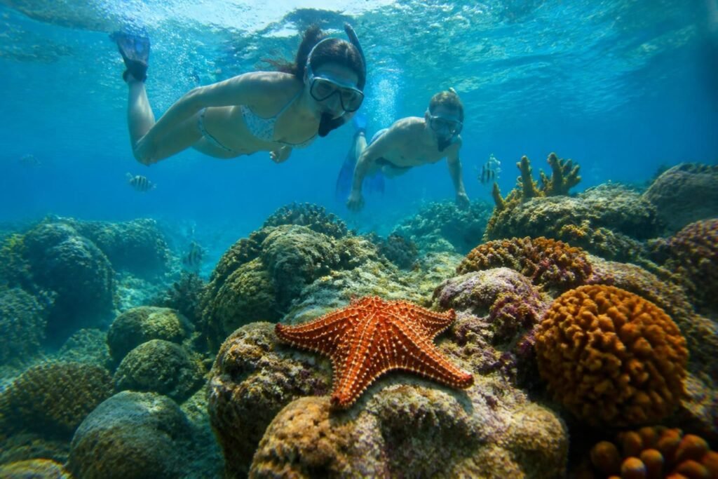 plongez dans l'aventure du snorkeling aux étoiles de mer au mexique et explorez un univers sous-marin riche et coloré, idéal pour tous les amateurs de nature et de découvertes marines.