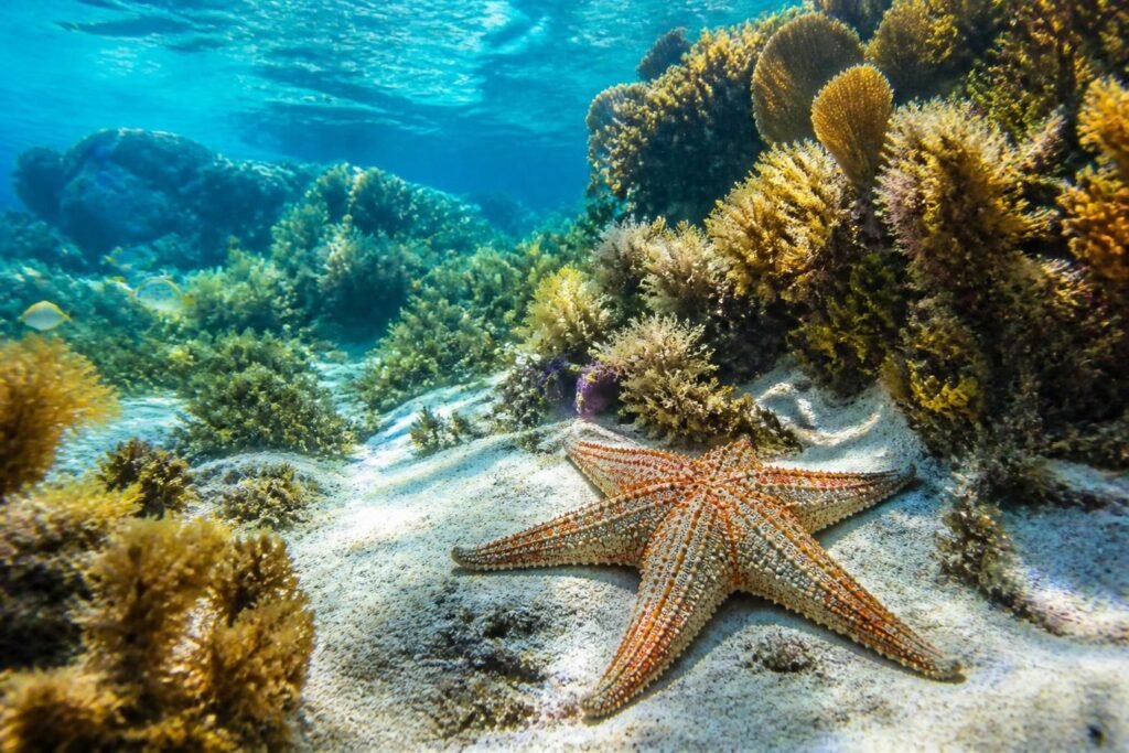 découvrez un autre spot étoile de mer au mexique, un trésor méconnu des plongeurs qui vous réserve des rencontres marines exceptionnelles et un paysage sous-marin à couper le souffle.