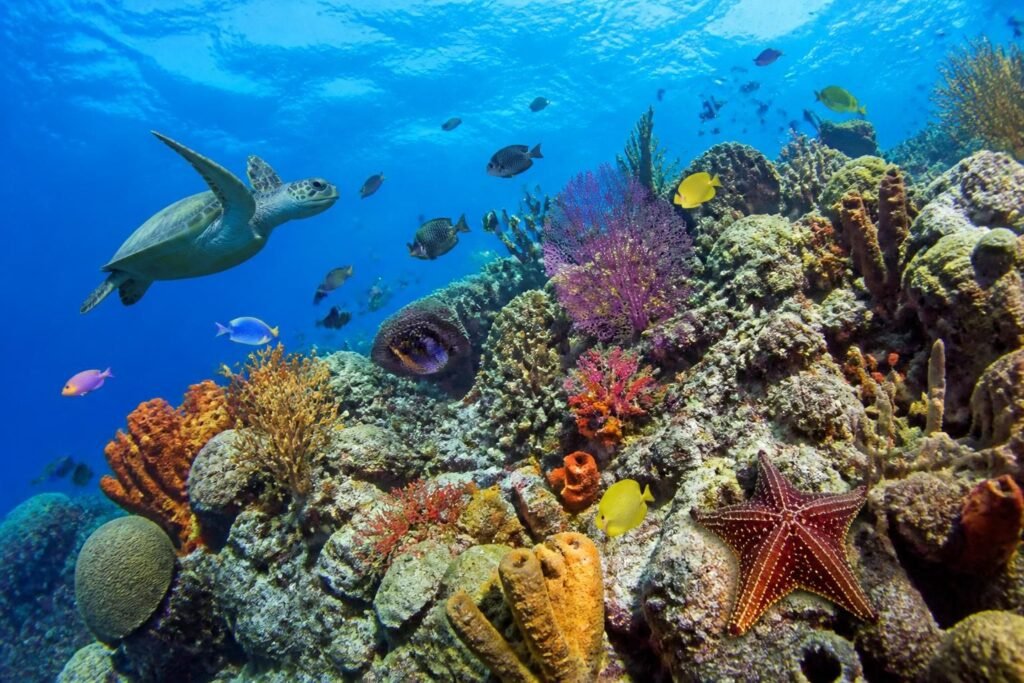 explorez le récif corallien de cozumel, un véritable paradis sous-marin offrant des paysages marins exceptionnels, une biodiversité riche et des expériences de plongée inoubliables.