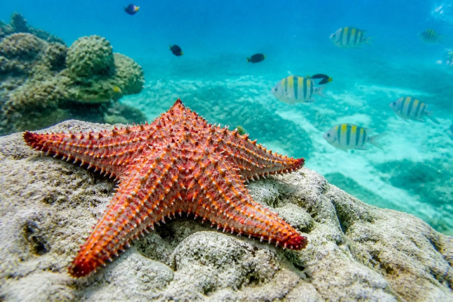 Explora los misterios de las estrellas de mar en Isla Mujeres y disfruta de una experiencia única para un viaje inolvidable al corazón de la naturaleza marina.