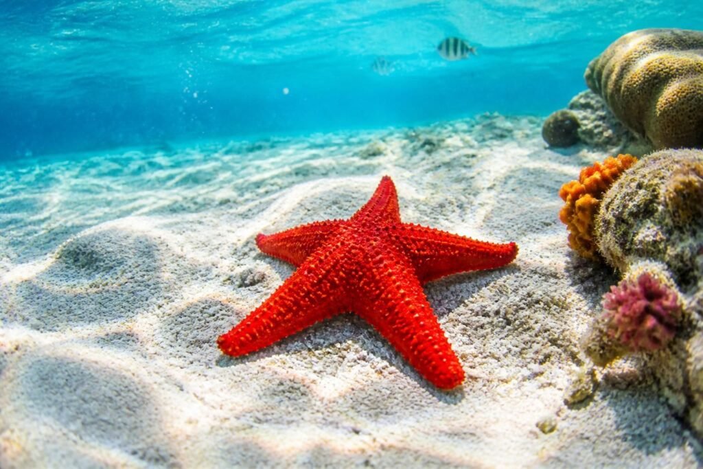 explorez l'étoile de mer rouge des caraïbes, un trésor marin unique aux couleurs vibrantes, symbole de la biodiversité marine tropicale.