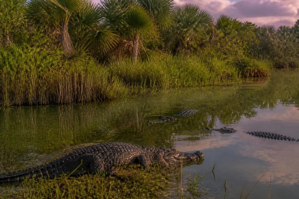 plongez au cœur de la nature à cozumel et découvrez les fascinants crocodiles de punta sur lors d'aventures uniques et inoubliables.