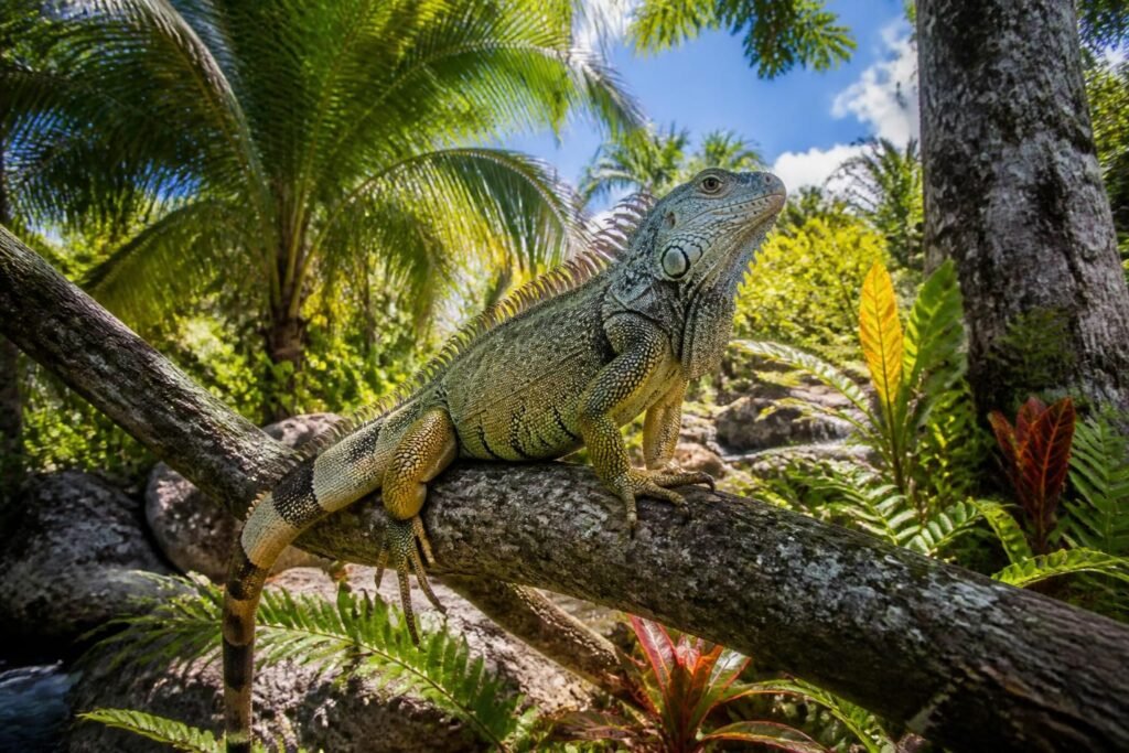 explorez le monde fascinant des iguanes de cozumel avec notre guide complet pour les observer en toute tranquillité. conseils, lieux et informations essentielles.