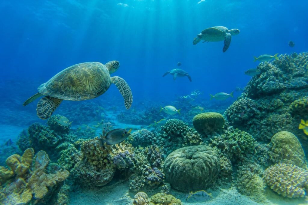 explorez les tortues de mer à cozumel et vivez un moment unique au cœur d'un spectacle naturel exceptionnel. parfait pour les amoureux de la nature et les passionnés de plongée.