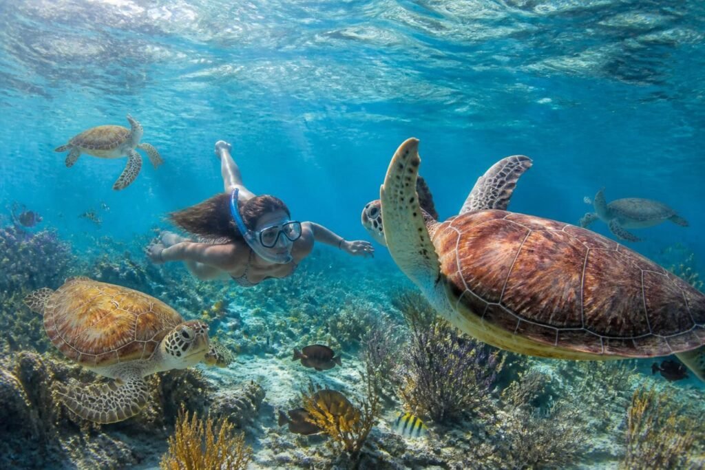 découvrez la magie de nager avec les tortues à cozumel et vivez une expérience unique au cœur des caraïbes, entre eaux cristallines et paysages paradisiaques.
