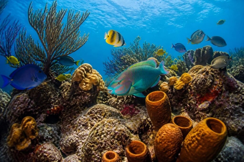 explorez les poissons tropicaux de cozumel et découvrez les espèces incontournables à observer lors de vos plongées sous-marines pour une expérience inoubliable.