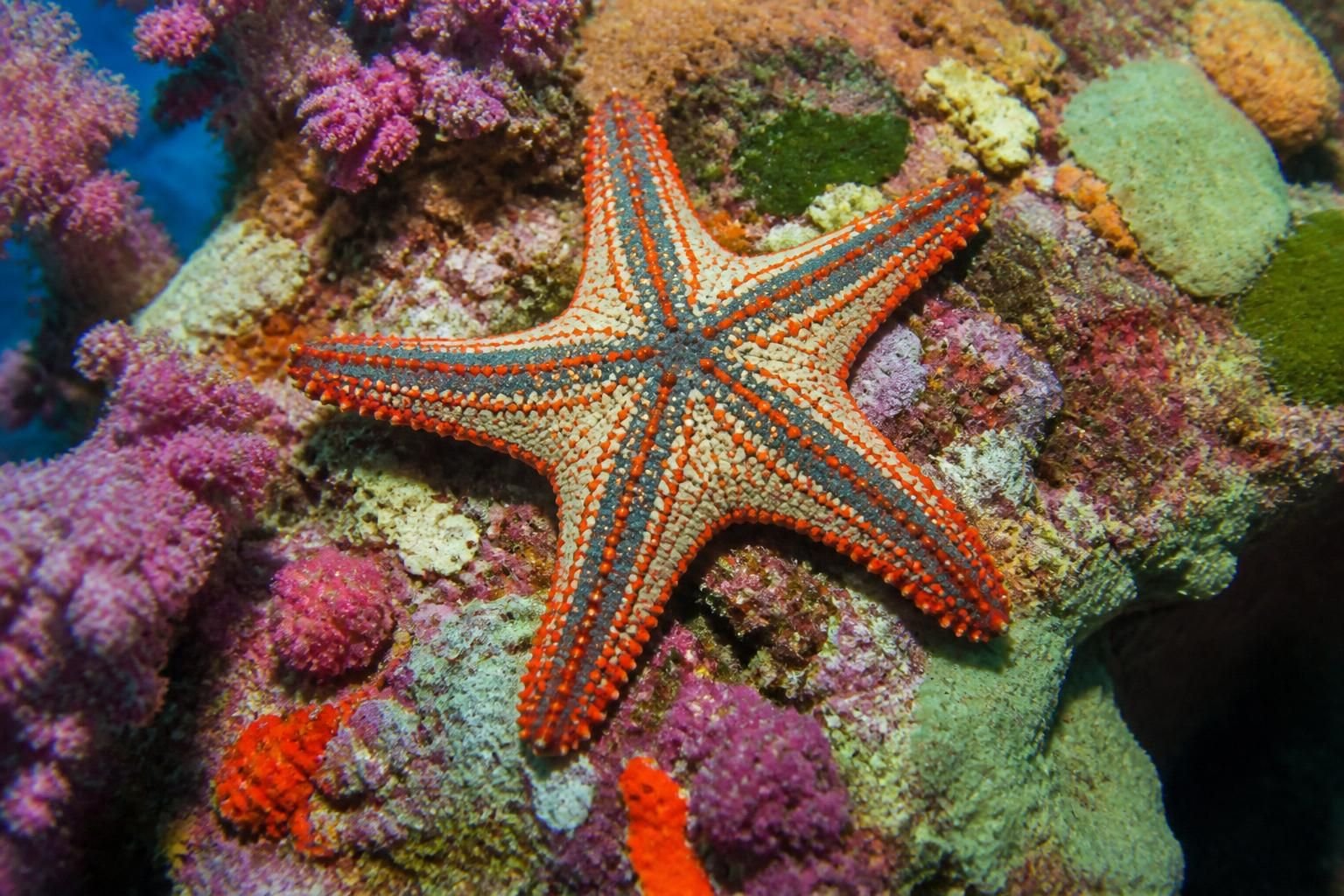 explore nossa seleção das mais lindas fotos de estrelas do mar para embelezar e inspirar suas criações fotográficas.